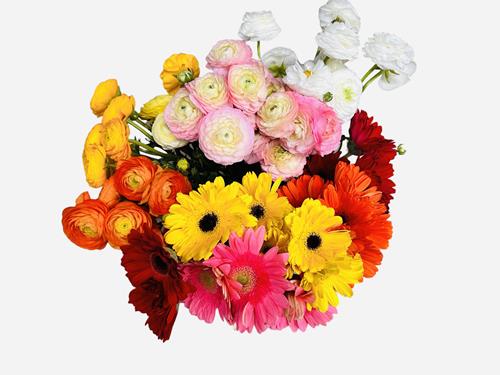 GERBERA DAISY & RANUNCULUS ASSORTED COLORS COMBO BOX